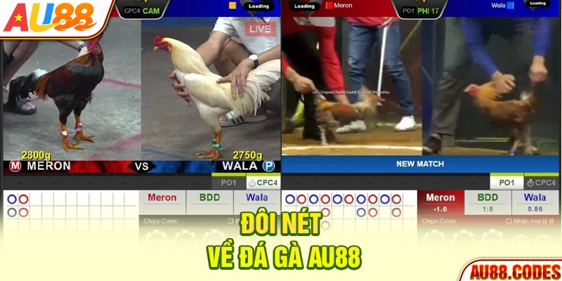 Đôi nét về đá gà AU88